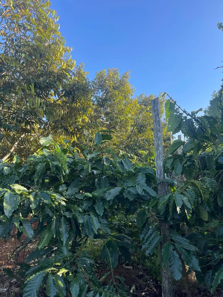 Rẫy Cư Bao 2808m² giá 3.25 tỷ - Chỉ cách đường nhựa 50m!