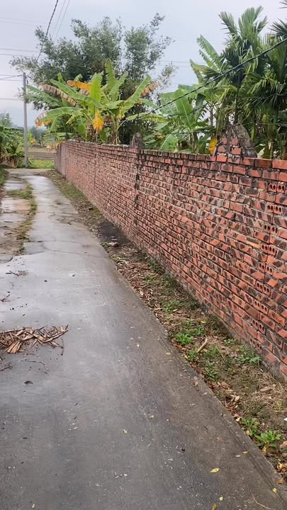 Đất nền Tràng An, Đông Triều 560m² giá 2xxx - Đường thông, dân cư đông đúc!