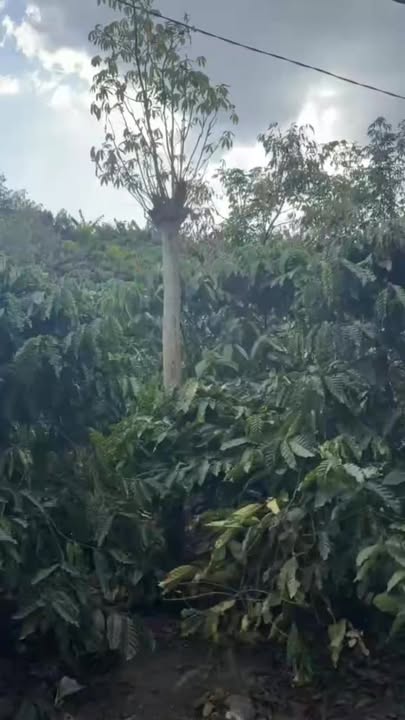 Đất Farm Di Linh 18,000m² giá 3.35 tỷ - Vị trí đắc địa gần trung tâm!