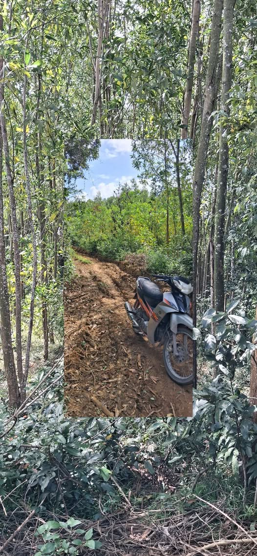 Đất nền Phường Bình Hòa 459m² giá 59 triệu - Cơ hội đầu tư sinh lời!