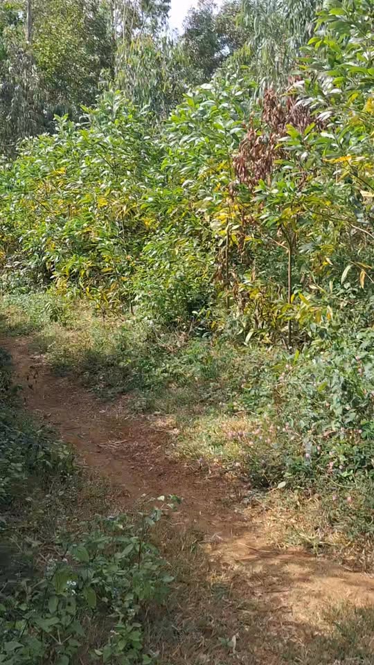 Đất nền 459m² Xã Bình Hòa Giá 59 tỷ - Cơ hội đầu tư tuyệt vời!