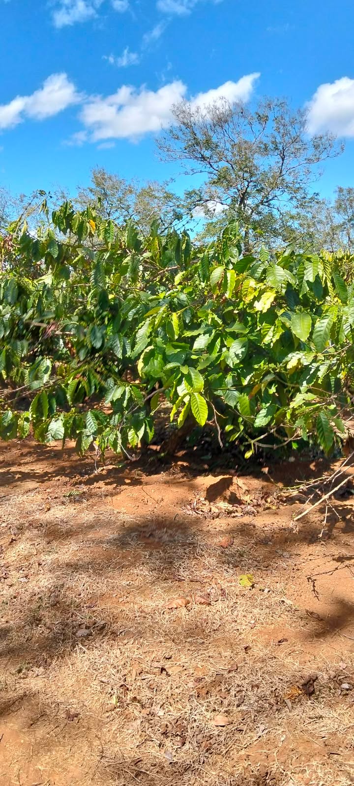 Farm 1,9ha tại Nông trường Iagrai, Gia Lai - Giá chỉ 650 triệu!