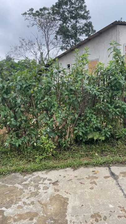 Đất thổ cư thôn Thượng Kim, 800m² giá thỏa thuận - Cơ hội đầu tư lý tưởng!