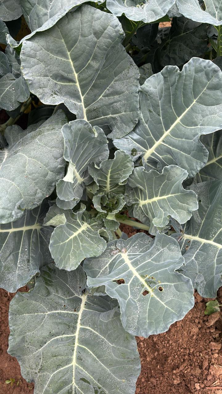 Đất nền Xã Toàn Thắng 100m² giá 400 triệu - Đầu tư sinh lời ngay!