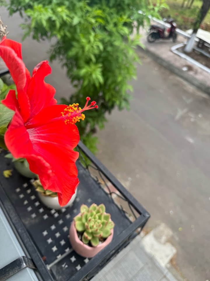 Nhà hẻm 808 Trần Hưng Đạo, 40m² giá 1.85 tỷ - Công năng đầy đủ!