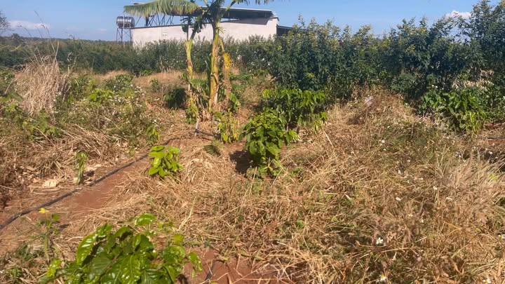 Farm cafe 25.000m² tại xã Ia Le, huyện Chư Pưh, giá 900 triệu - Cơ hội đầu tư hấp dẫn!