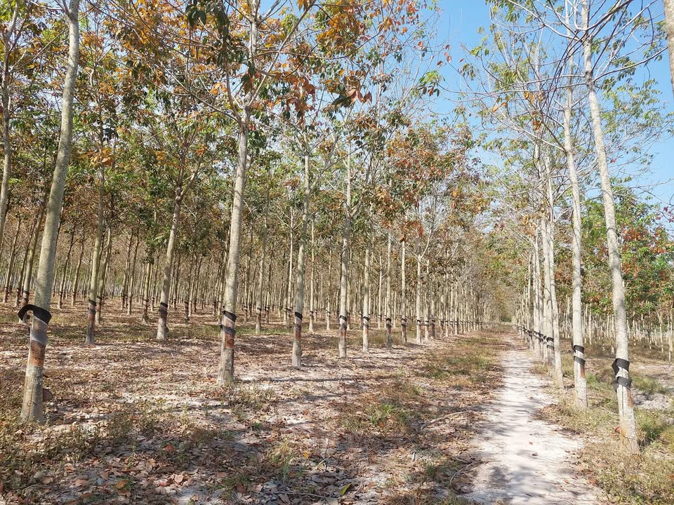 Đất cao su 30.000m² tại Ấp Hội Phú, Tây Ninh giá 4 tỷ - Cơ hội đầu tư hấp dẫn!