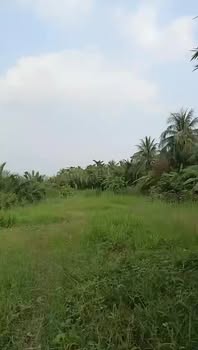 Đất nền Tân Thới 1550m² giá 899 triệu - Mặt tiền sông tuyệt đẹp!