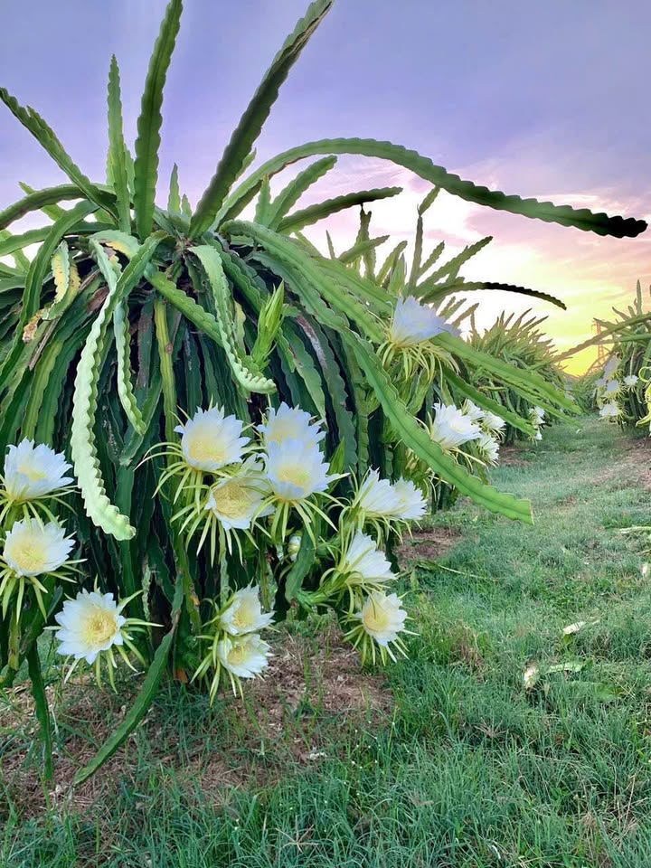 Đất nền 3 sào tại xã Hồng Sơn, Hàm Thuận Bắc giá 500 triệu - Pháp lý sổ hồng riêng!