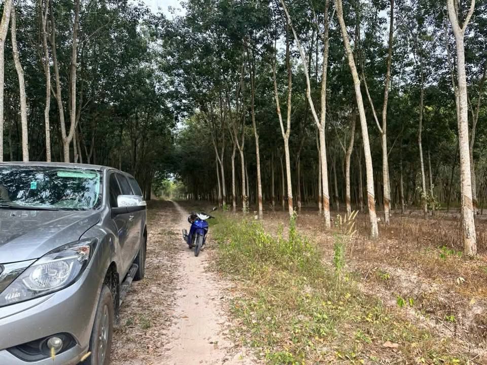 Đất thổ cư Long Nguyên Bàu Bàng 1000m² giá 1 tỷ - Cơ hội đầu tư hấp dẫn!