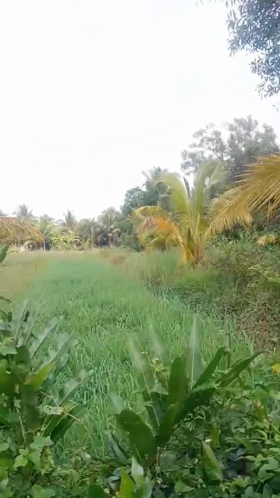 Đất vườn Dừa 7600m² tại Cầu Kè, Trà Vinh giá 4.8 tỷ - Cơ hội đầu tư tuyệt vời!