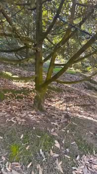 Farm 1.2ha tại Quảng Trị, Đạ Huoai giá chỉ 3.6 tỷ - Pháp lý rõ ràng!