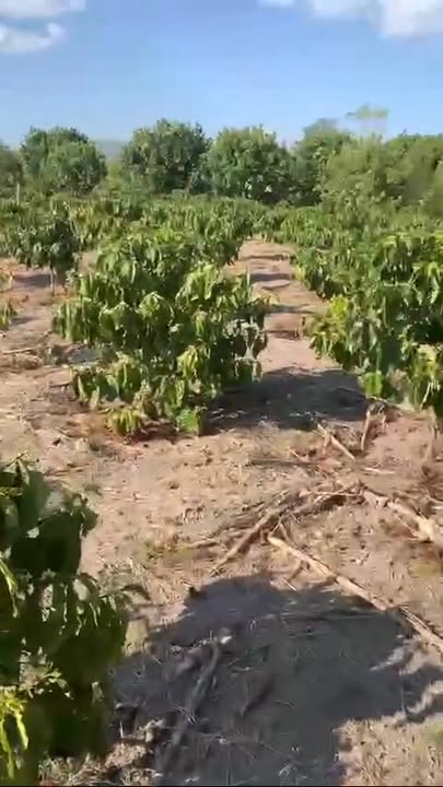 Đất Farm 1,2ha tại Thôn 7, Xã Ia Nhin, giá 1,75 tỷ - Cơ hội đầu tư hấp dẫn!