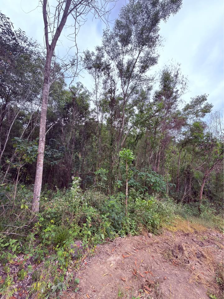 Đất farm Diên Sơn, Diên Khánh 18.000m² giá 950 triệu - Cơ hội đầu tư tuyệt vời!