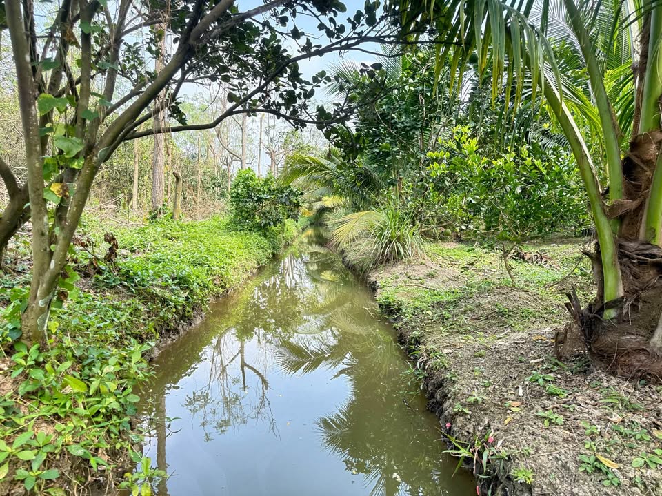 Đất Phú An 2000m² giá 1.9 tỷ - Cần bán gấp!