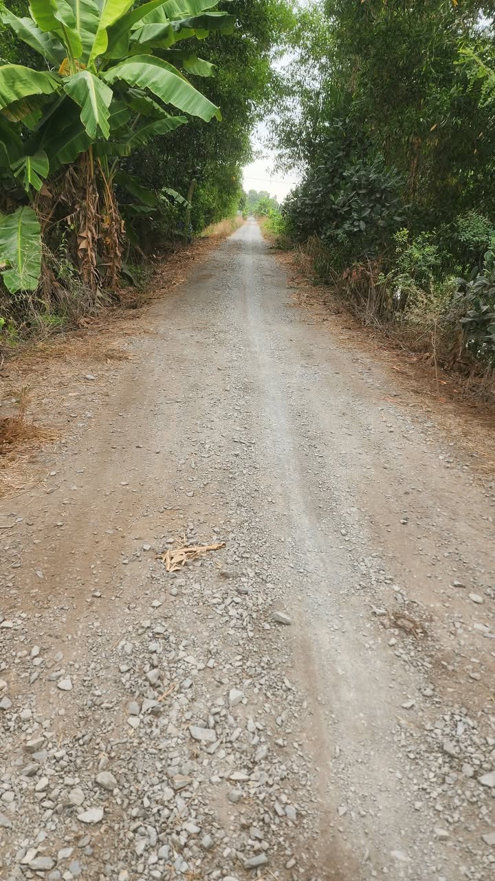 Đất ruộng 10 công tại xã Kiến Bình, huyện Tân Thạnh, Long An - Giá 1.6 tỷ, thương lượng chính chủ!