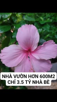 Nhà vườn Nhà Bè 600m² giá 3.5 tỷ - Bến du thuyền sang trọng!
