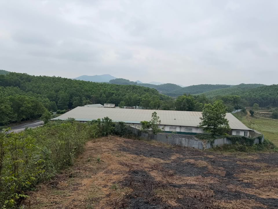 Bán trang trại lợn tại Yên Sơn, Phú Thọ 3ha - Đầy đủ giấy phép, giá tốt!