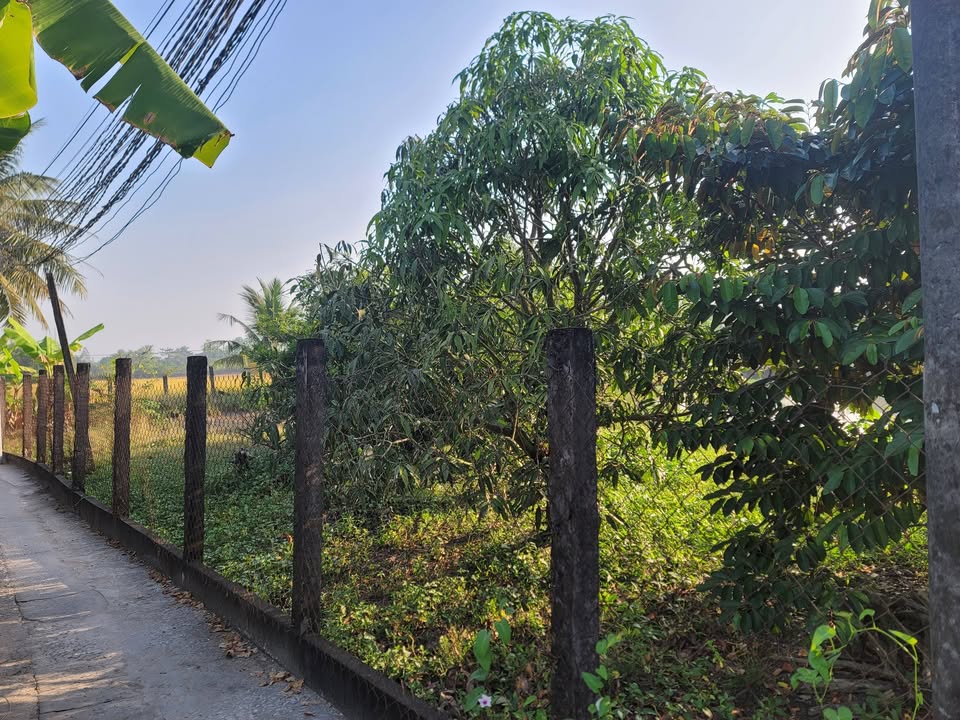 Đất trồng cây lâu năm Xã Thuận Thành 500m² giá 1.2 tỷ - Sổ hồng riêng