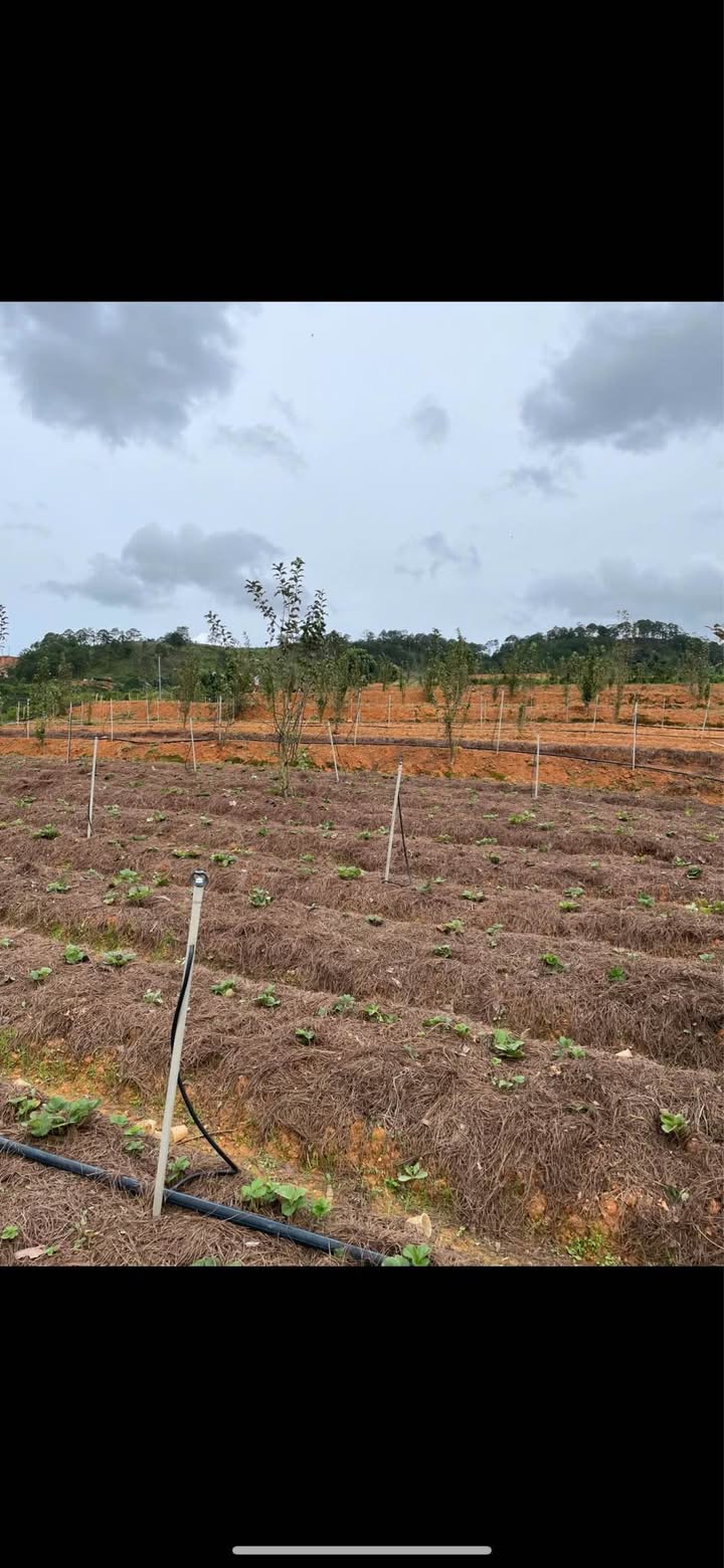 Đất nền Đạ Sar, Lạc Dương 2341m² giá 25 tỷ - Đầu tư lý tưởng cho nghỉ dưỡng!