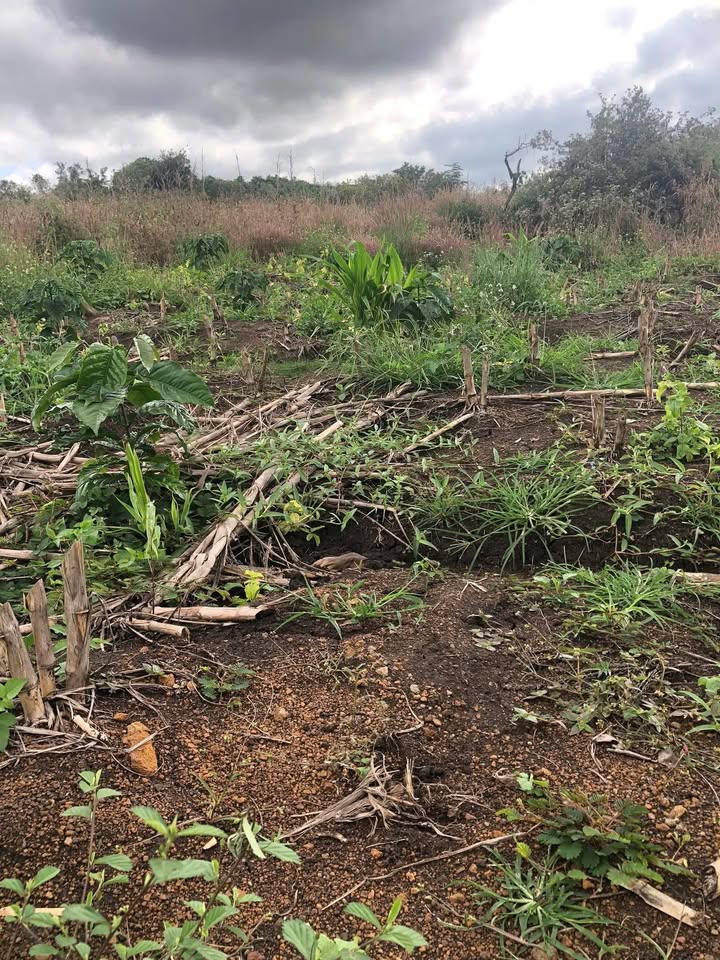 Đất nông nghiệp xã Cư Knia 14500m² giá 730 triệu - Đầu tư sinh lời ngay!