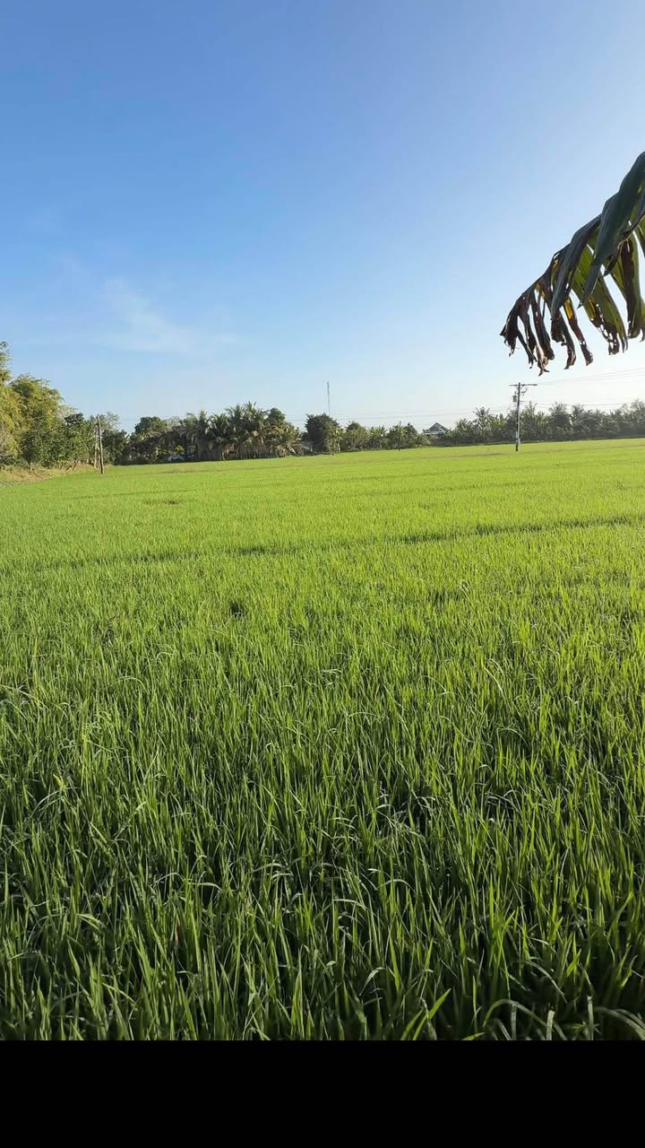 Đất nền xã Tân Lược, huyện Bình Tân, 558.5m² giá 239 triệu - Đầu tư sinh lời ngay!