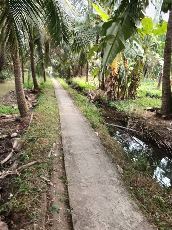 Bán gấp 3,4 công vườn dừa tại xã Lộc Thuận, giá 900 triệu - Cơ hội đầu tư tuyệt vời!