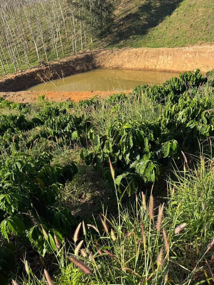 Farm Bờ Y Ngọc Hồi 12ha giá 3.6 tỷ - Đầu tư sinh lời ngay!