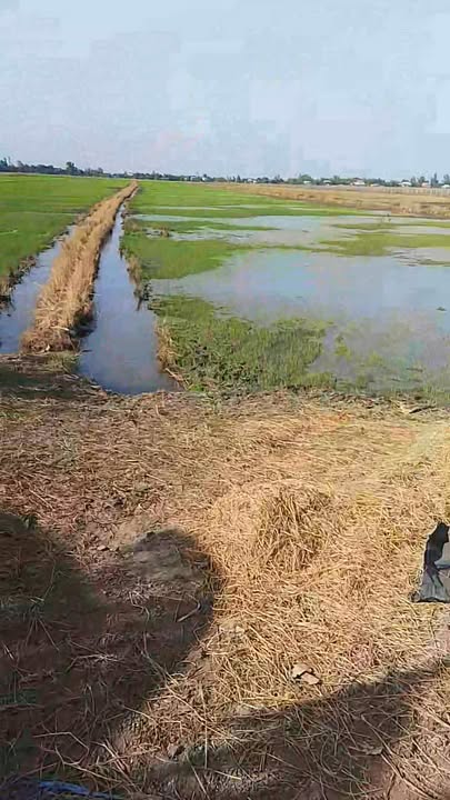 Đất nông nghiệp 15.000m² tại ấp 2, xã Kiến Bình, giá 2.4 tỷ - Cơ hội đầu tư hấp dẫn!