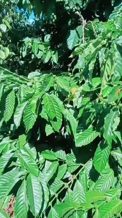 Lô rẫy 10.000m² tại Chư KBô, Krông Búk giá 10.8 tỷ - Cần bán gấp!