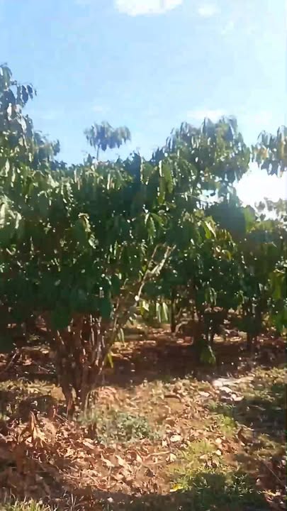 Đất nền 9000m² Xã Lộc Phú, Huyện Bảo Lâm - Sổ đỏ chính chủ, đường ô tô vào tận nơi!