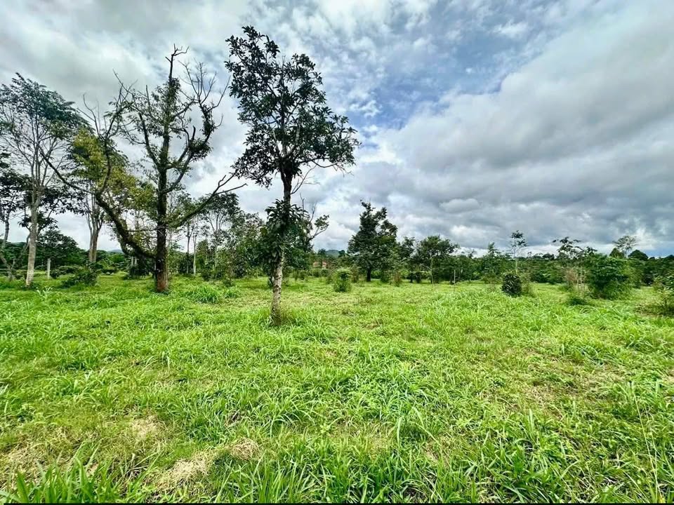 Bán đất mặt tiền nhựa Lê Thị Riêng 4204m² giá 10.5 tỷ - Đầu tư dài hạn lý tưởng!