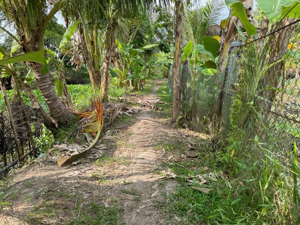 Đất mặt tiền kênh 4.289m² tại Hòa Mỹ, Phụng Hiệp - Giá chỉ 340 triệu, cơ hội hiếm có!