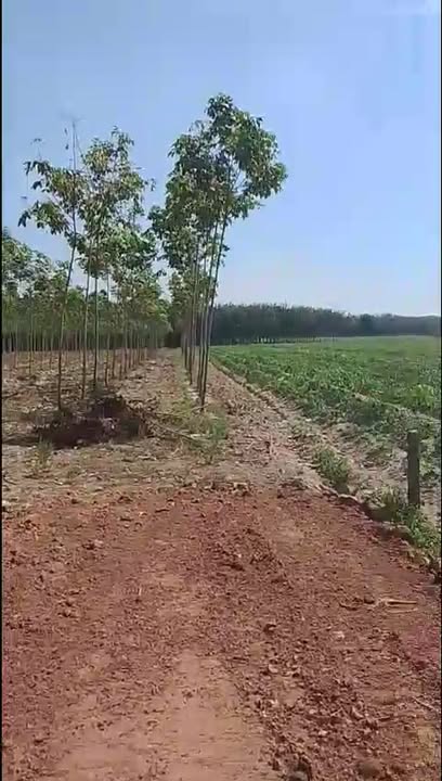 Đất nền mặt tiền đường Đỏ, xã Thạnh Đông, Tân Châu - Giá chỉ 1.7 tỷ!