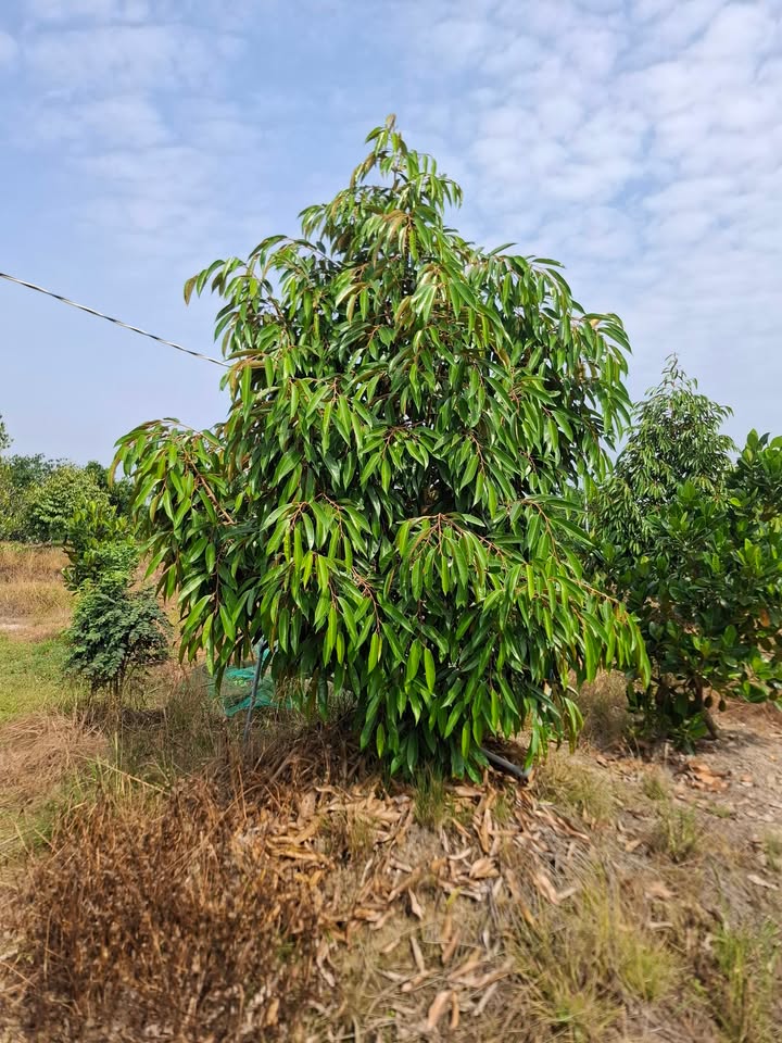 Đất Farm 10 công Sầu Riêng Mỏnthon tại Huyện Cẩm Mỹ - Giá 6.153 tỷ - Sẵn sàng thương lượng!