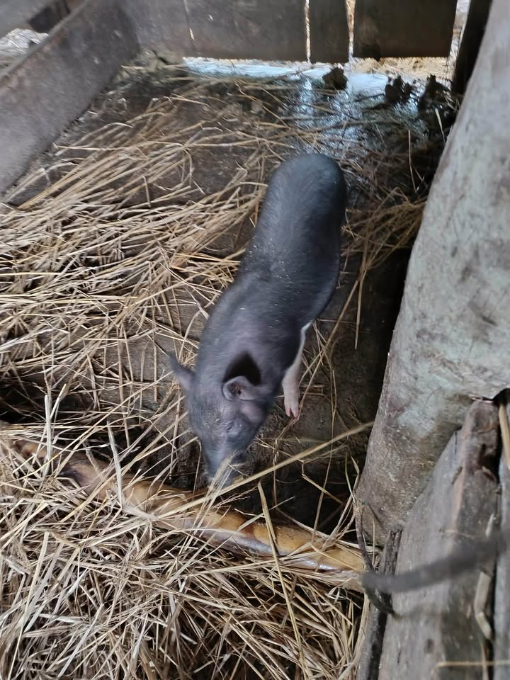 Đất nền Hoàng Gia, Phú Thái 80m² - Đầu tư sinh lời ngay!