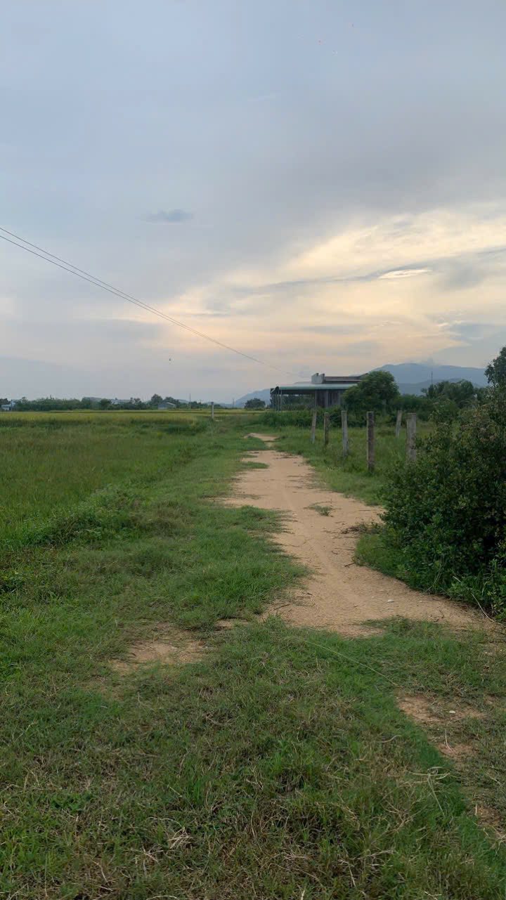 Đất sào đẹp 1200m² tại Hàm Chính, Hàm Thuận Bắc - Giá chỉ 320 triệu!