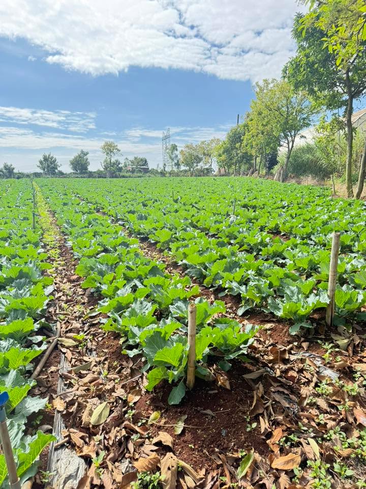 Đất 3 sào Xã Tân Hà, Lâm Hà, 1.8 tỷ - Đầu tư sinh lời cao!