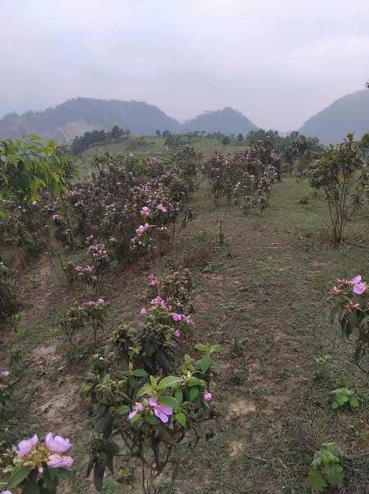 Đất Farm Mai Châu Hòa Bình 500000m² giá thỏa thuận - Cơ hội đầu tư lý tưởng!