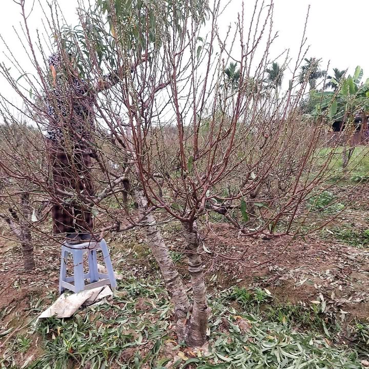 Đất nền 2 mặt tiền tại TDP Đông Lộ, Thị trấn Đại Đình 109m² - Giá chỉ 650 triệu!