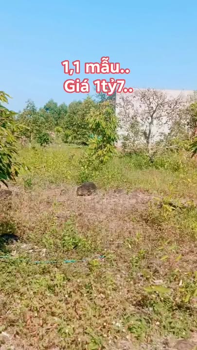 Farm 1,1 mẫu sầu riêng tại Thanh Sơn, 1.7 tỷ - Đất bằng đẹp, chính chủ!