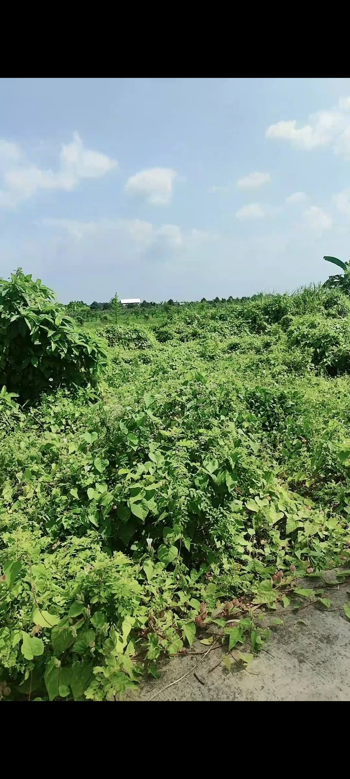 Đất nền Xã Long Tây, Huyện Thới Lai, 820m² giá tốt - Cơ hội đầu tư hấp dẫn!