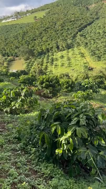 Lô đất cà phê 3ha tại Tân Lâm - Đầu tư sinh lời hấp dẫn!