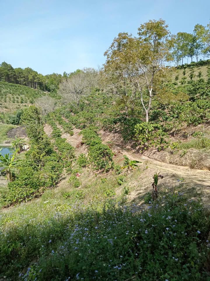 Đất nền Huyện Lâm Hà 10.000m² giá 2.6 tỷ - Sổ đỏ chính chủ, thương lượng ngay!