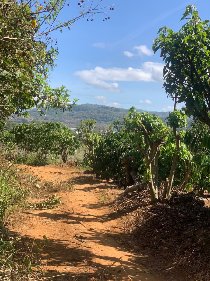 Đất nông nghiệp tại thôn Nhà, Lâm Hà 60.000m² giá 2.5 tỷ - Đầu tư sinh lời cao!