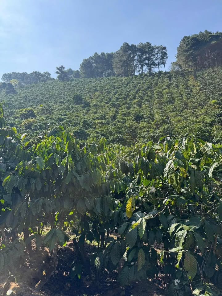 Farm tại Xã Phi Tô, Huyện Lâm Hà, 2880m² giá 1.1 tỷ - Cơ hội đầu tư tuyệt vời!