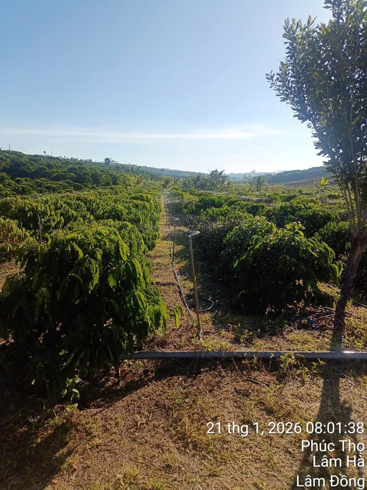 Đất nền Tân Hà 3000m² giá thỏa thuận - Cơ hội đầu tư tuyệt vời!