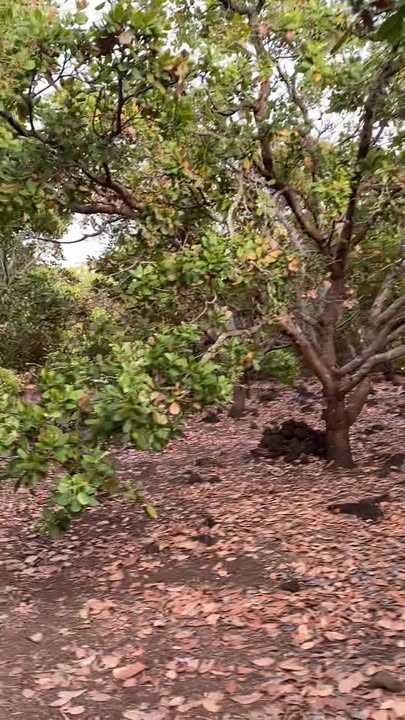 Farm cho thuê tại Thị trấn Chư Ty, Huyện Đức Cơ, 20000m² - Đầu tư sinh lời!