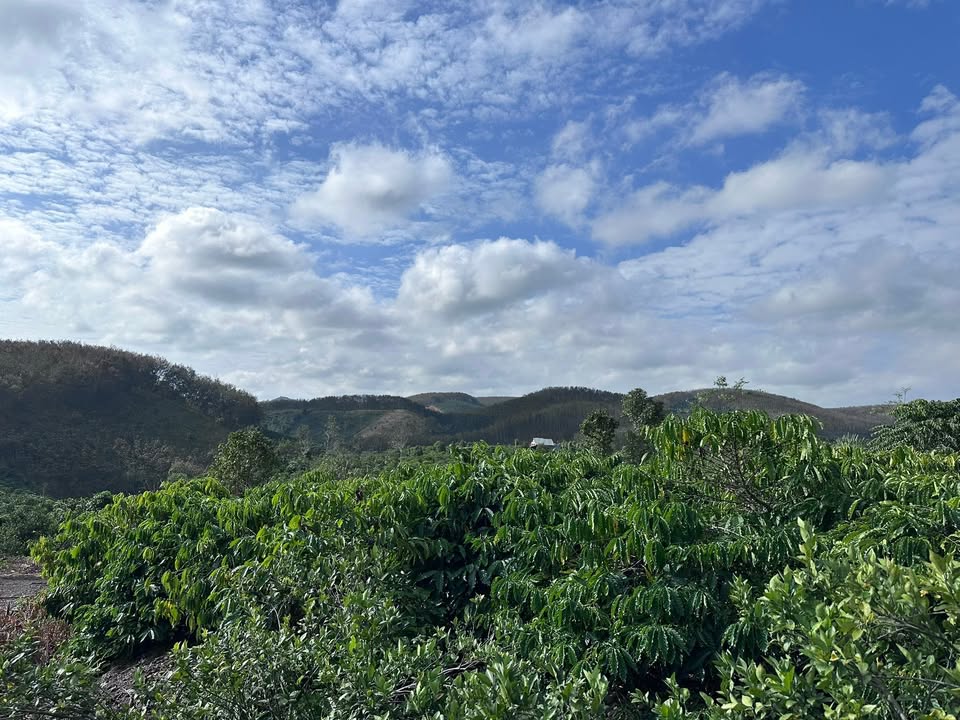 Lô đất 2ha tại xã Nam Ninh, huyện Đạ Huoai giá 3 tỷ - Đầu tư sinh lời mạnh!