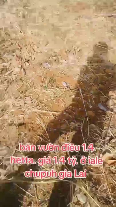 Bán vườn điều Xã Ia Le, Huyện Chư Pưh, 1.4ha giá chỉ 1.4 tỷ - Đầu tư sinh lời!